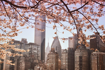 Skyline view from Roosevelt Island with the cherry blossoms blooming