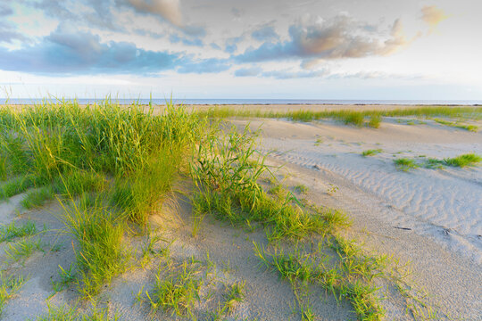 The dunes at Holly Beach with salt-tolerant marsh grass that helps hold the sand in place during tropical storms, Cameron Parish, Louisiana.
