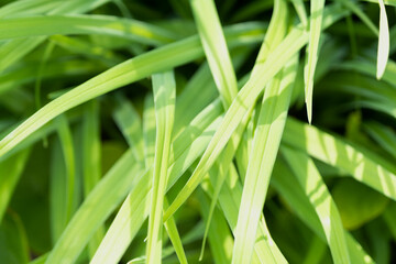 Fototapeta na wymiar Grass close-up. Green juicy summer grass. Background. Sedge.
