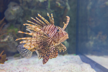 Close up shot of Red lionfish swimming