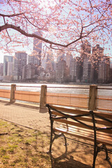 Fototapeta na wymiar Roosevelt Island with the cherry blossoms blooming view