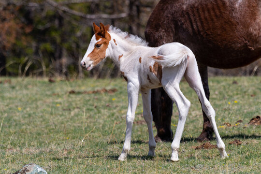 little foal grazes in the meadow with his mother