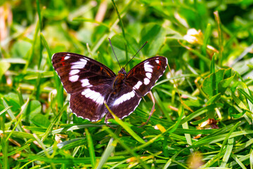 beautiful butterfly in the wild