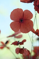 Four petals of a large red poppy