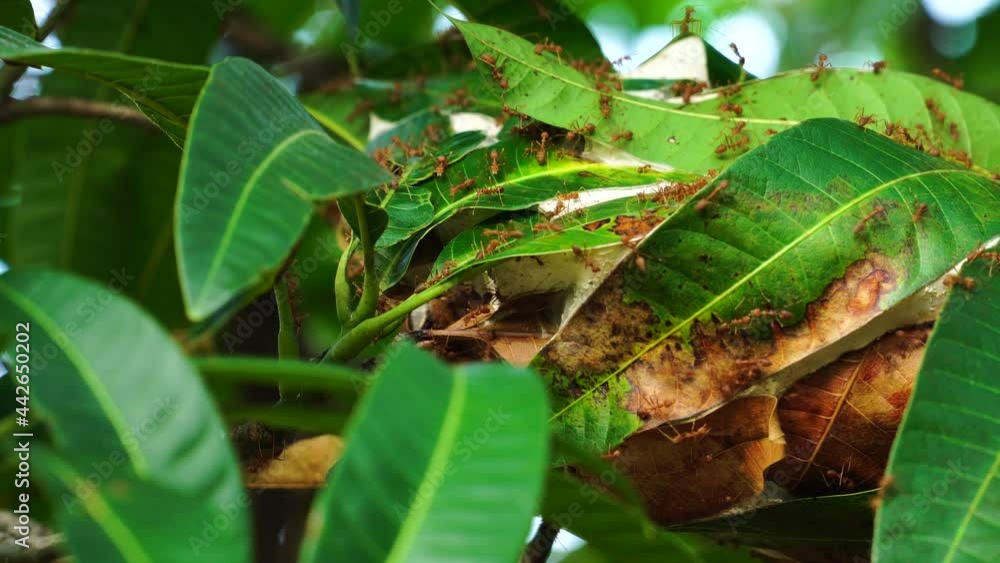 Poster ant house in mango tree leaves. red army ants make their nest on top of mango tree a unity teamwork 