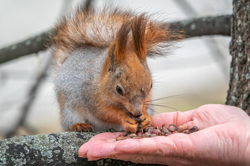 A squirrel in the spring or autumn eats nuts from a human hand. Eurasian red squirrel, Sciurus vulgaris