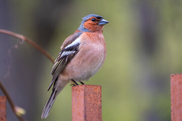 Common chaffinch, Fringilla coelebs, sits on an iron fence in spring on green background. Common chaffinch in wildlife.