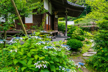Fototapeta na wymiar Lacecap hydrangea flowers blooming in Kosokuji Temple.