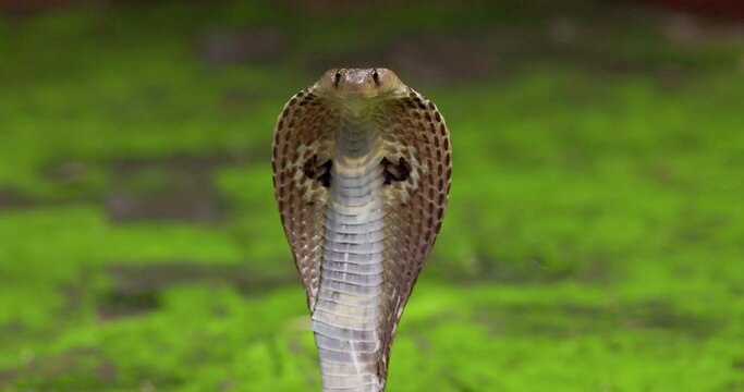 Closeup of the Hood of the Indian spectacled Cobra snake Naja Naja isolated against green