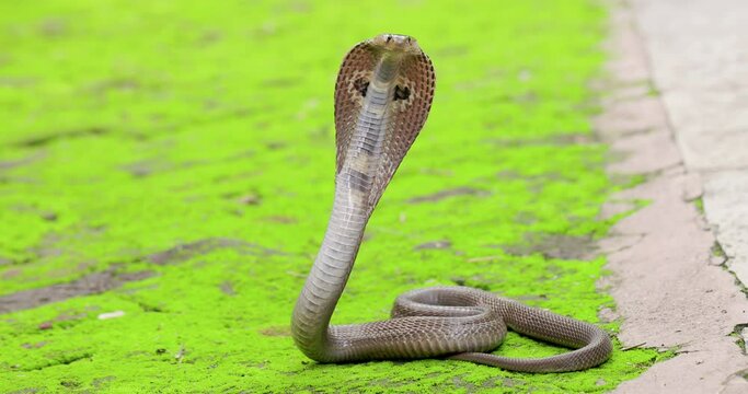 Wide Shot Dangerous Indian spectacled Cobra Snake venomous with its hood out to strike on green isolated
