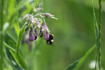 Insect on common comfrey in bloom closeup view