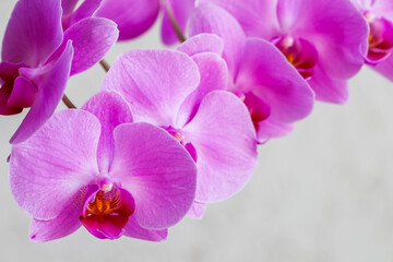 Purple orchid phalaenopsis flower on a white background