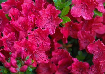 Blooming red azalea flowers with dew drops in spring garden. Gardening concept. Floral background