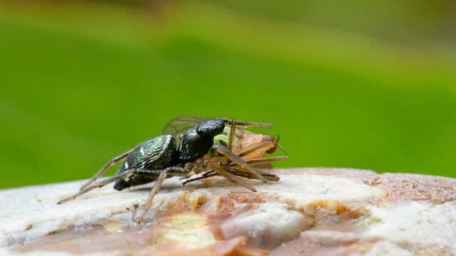 Predator and Prey - Copper Sun Jumper or Copper Sun-jumper, Jumping Spider, Heliophanus cupreus