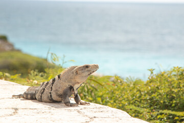 Iguana in Isla Mujeres enjoying the sun and the view of the ocean.