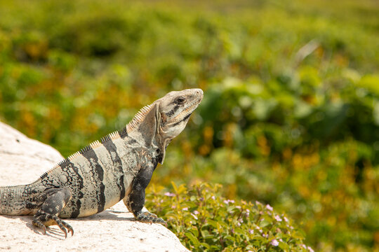 Iguana in Isla Mujeres enjoying the sun and the view of the ocean.