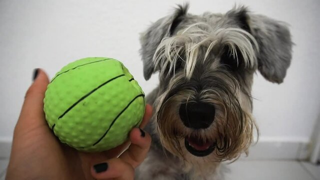 Sitting dog watching a ball, sitting shnauzer playing with ball on a white background