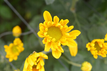 Some of the yellow flowers haven't fully bloomed yet