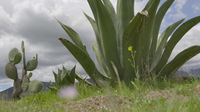 Cloudy sky with an large agave  and a Opuntia species in Mexico