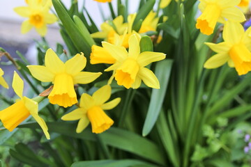 daffodils in spring