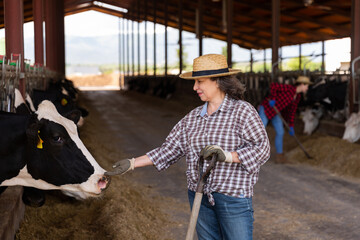 Fototapeta na wymiar Portrait of active elderly woman farm worker engaged in livestock breeding taking care of cows