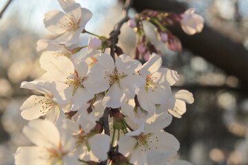 blossom in spring