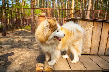 Purebred husky in an open-air cage at a dog farm Haskiland near Kemerovo, Siberia, Russia