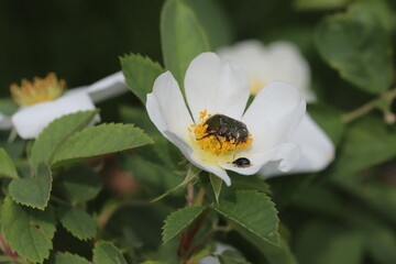 野ばらの花粉を食べるコアオハナムグリ