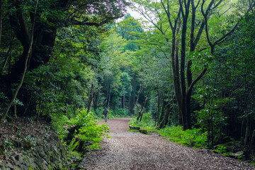 Fototapeta na wymiar trail for walk in green forest