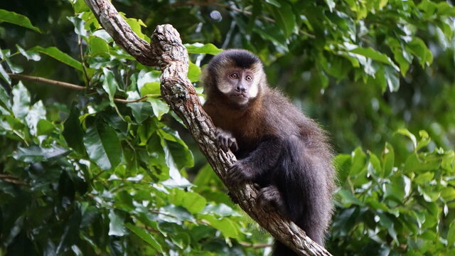 Tufted capuchin