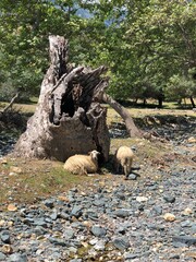 Sheeps roaming freely in the hills on the Greek island Samothraki