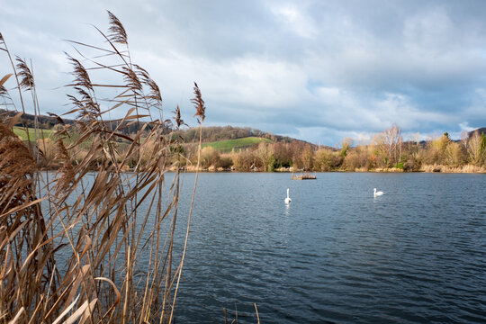 Swans swimming in the lake near ornithology center Biodiversum in the nature reserve Haff Reimech near Schengen, Luxembourg. Nature and bird protection concept.
