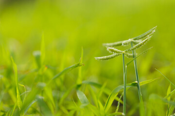 Green grass flower