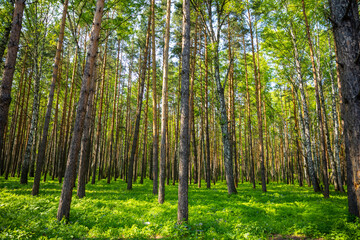 Summer spruce forest landscape in Siberia in Russia
