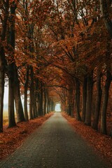 autumn forest vertical landscape fall nature trees road