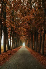 Door stickers Chocolate brown autumn forest vertical landscape fall nature trees road