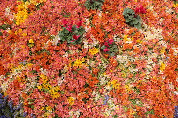 red and yellow flowers