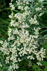 ヤマハハコの白い花が咲く