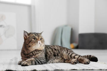 Cute Exotic Shorthair cat lying on soft carpet at home
