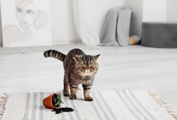 Cute cat and dropped pot with houseplant on carpet