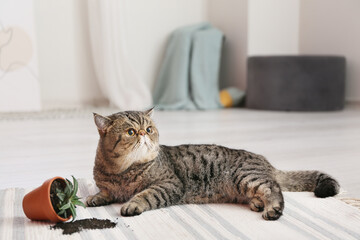 Cute cat and dropped pot with houseplant on carpet