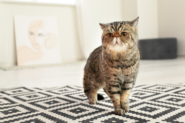 Cute Exotic Shorthair cat at home