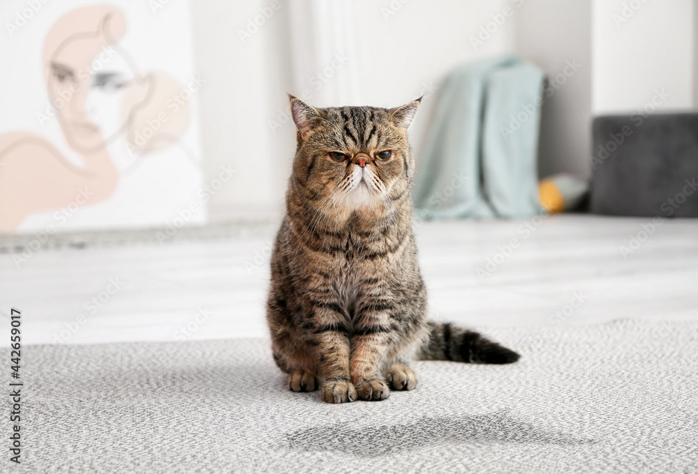 Sticker Cute cat near wet spot on carpet