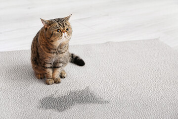 Cute cat near wet spot on carpet - obrazy, fototapety, plakaty