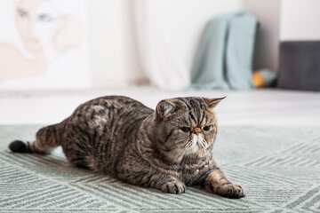 Cute Exotic Shorthair cat lying on carpet at home