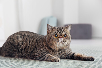 Cute Exotic Shorthair cat lying on carpet at home