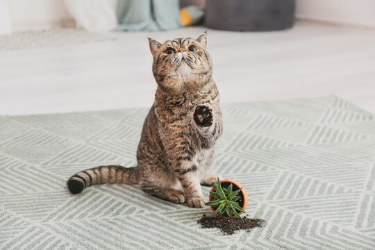 Cute cat and dropped pot with houseplant on carpet