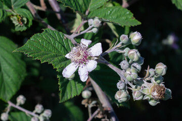 Blackberry flower blooming in summer with soft pink color,Wild berry on field , Italy.