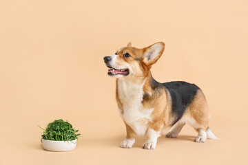 Cute Corgi dog and bowl with herbs on color background