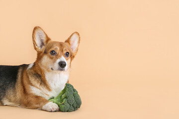 Cute Corgi dog with broccoli on color background
